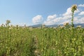 Tobacco plant with flower field. Blossoming tobacco