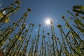 Tobacco plant with flower field. Blossoming tobacco