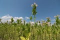 Tobacco plant with flower field. Blossoming tobacco