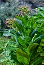 Tobacco plant in flower tall with pink buds