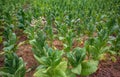 tobacco plant flowers, Tobacco field Royalty Free Stock Photo