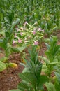 tobacco plant flowers, Tobacco field Royalty Free Stock Photo