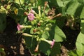 `Tobacco Plant` flowers - Nicotiana Tabacum