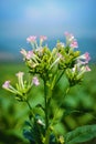 Tobacco plant flowers. Royalty Free Stock Photo