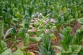 tobacco plant flowers, Tobacco field Royalty Free Stock Photo