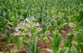 tobacco plant flowers, Tobacco field Royalty Free Stock Photo