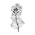 Tobacco plant, flowers. Vector stock illustration eps10. Isolate on a white background, outline. Hand drawing. Royalty Free Stock Photo