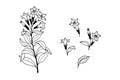 Tobacco plant, flowers. Vector stock illustration eps10. Isolate on a white background, outline. Hand drawing. Royalty Free Stock Photo