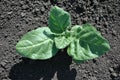 Tobacco plant growing, first leaves