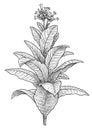 Tobacco plant illustration, drawing, engraving, ink, line art, vector