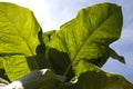 Tobacco plant leaves
