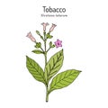 Tobacco plant Nicotiana tabacum . Botanical hand-drawn illustration