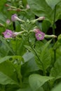 Tobacco plant Nicotiana tabacum, pink flowers in close-up Royalty Free Stock Photo