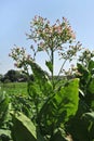 Tobacco plant with pink flowers and green leaves on blue sky background Royalty Free Stock Photo