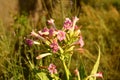 Tobacco plant (Nicotiana tabacum) with pink flowers in orchard. Royalty Free Stock Photo