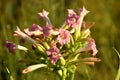 Tobacco plant (Nicotiana tabacum) with pink flowers. Royalty Free Stock Photo