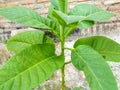 a tobacco plant with several leaves Royalty Free Stock Photo