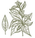 Tobacco plant vector drawing. Tobacco Nicotiana tabacum , vintage engraved illustration. Botanical hand drawn sketch