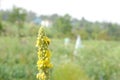 Tobacco plant with yellow flowers in the farm Royalty Free Stock Photo