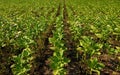 Tobacco plantation Royalty Free Stock Photo