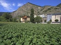 Tobacco plantation in Andorra