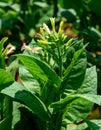 Tobacco plantation blossoming in Cuba