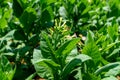 Tobacco plantation blossoming in Cuba