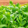 Tobacco plantation in Cuba