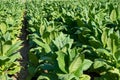 Tobacco plantation field. Nicotiana tabacum