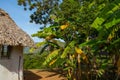 Tobacco plantation with hut and palms in the background. The Vinales Valley Valle de Vinales, popular tourist destination. Pinar Royalty Free Stock Photo