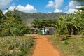 Tobacco plantation with hut and palms in the background. The Vinales Valley Valle de Vinales, popular tourist destination. Pinar Royalty Free Stock Photo