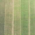 Tobacco plantation landscape aerial view by drone.Tropical Tobacco green leaf texture. Tree plantation top view Royalty Free Stock Photo