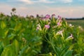 Tobacco plantation with maturing leaves and blossoming flowers Royalty Free Stock Photo
