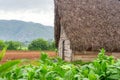 Tobacco plantation and tobacco curing barn in Cuba