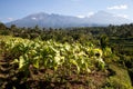 Tobacco plantations