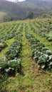 Tobacco plantations in the Cikancung area