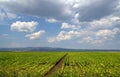 Tobacco plantations and rain clouds Royalty Free Stock Photo