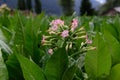 Flowers in Tobacco plantations in Ransol, Andorra