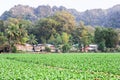 Tobacco plantations at the village of Ban Kong