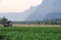 Tobacco plantations at the village of Ban Kong