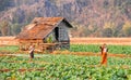 Tobacco plantations at the village of Ban Kong on Laos
