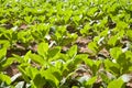 Tobacco plants