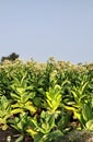 Tobacco plants in agricultural field