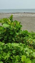 Tobacco plants on the beach Royalty Free Stock Photo