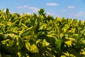 Tobacco Plants Crop Lancaster County