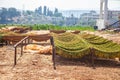 Tobacco plants drying agricultural field Royalty Free Stock Photo