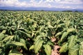 Tobacco plants field. Cultivated tobacco ( Nicotiana tabacum ) plants. Virginia Tobacco leaves, Royalty Free Stock Photo