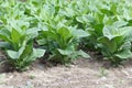 Tobacco plants in a field Royalty Free Stock Photo