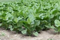 Tobacco plants in a field Royalty Free Stock Photo