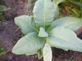 tobacco plants that thrive in the land